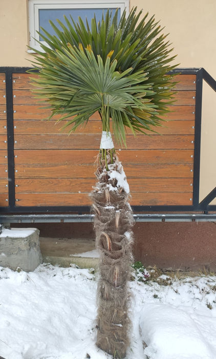 trachycarpus palma zazimovanie 4