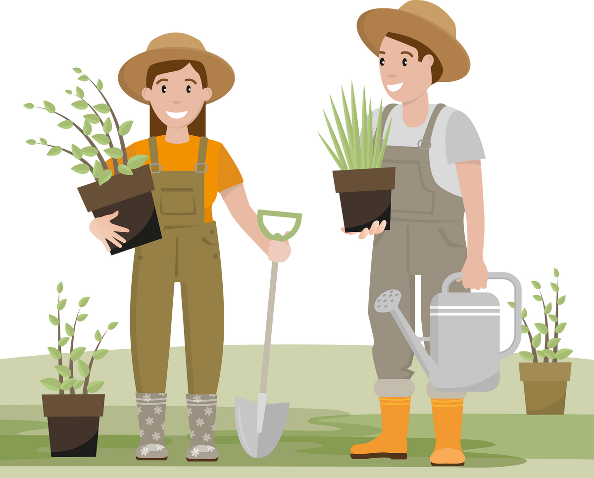 dandelion tea gardener 7089417 1920