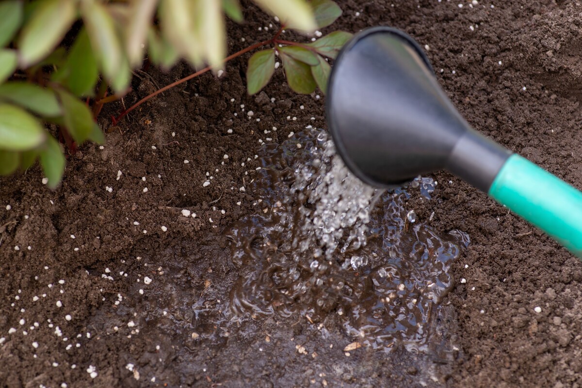 dissolving fertilized ground with water fertilizing flowers garden concept