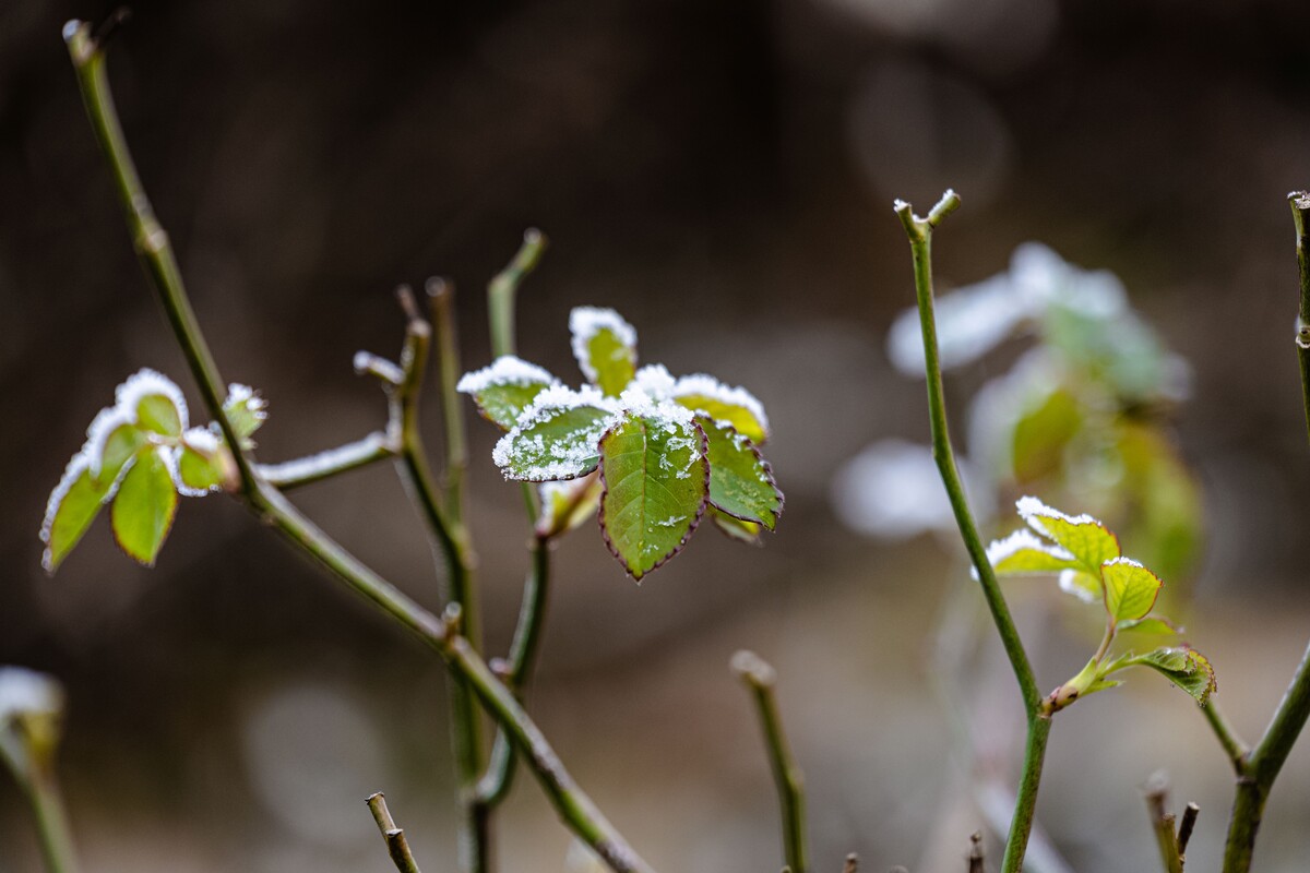 first snow green leaves plants