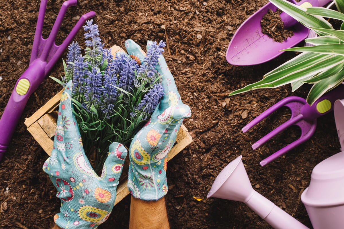 gardening concept with hands holding plant