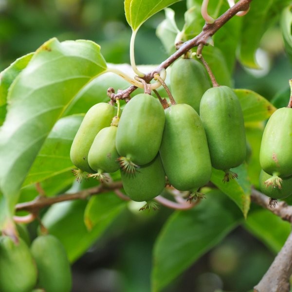 kiwi plody strom