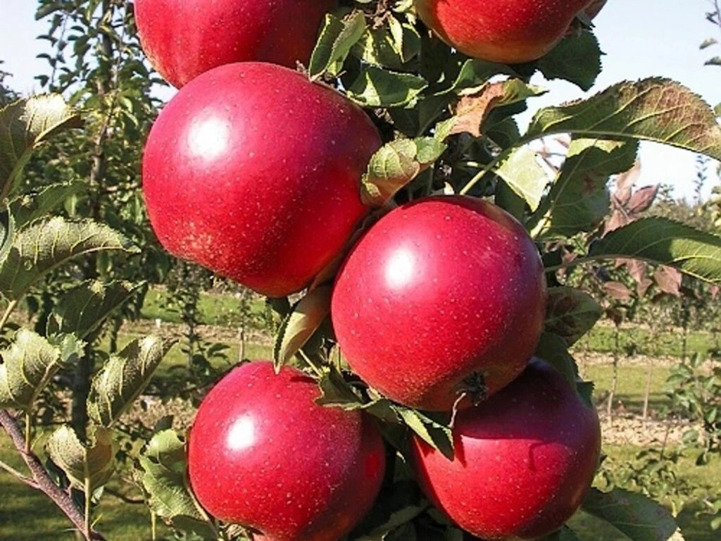 99069 jablon stlpovita red spring