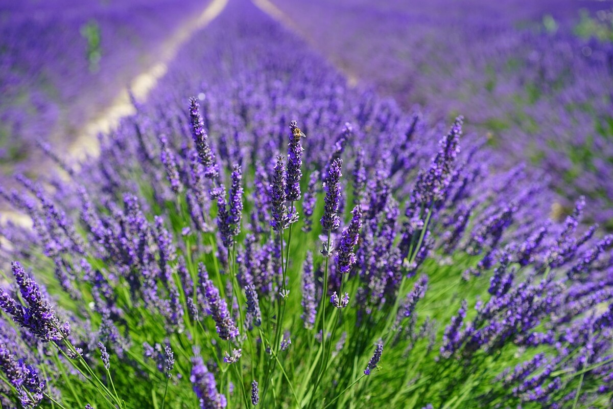 lavender 1595587 1280