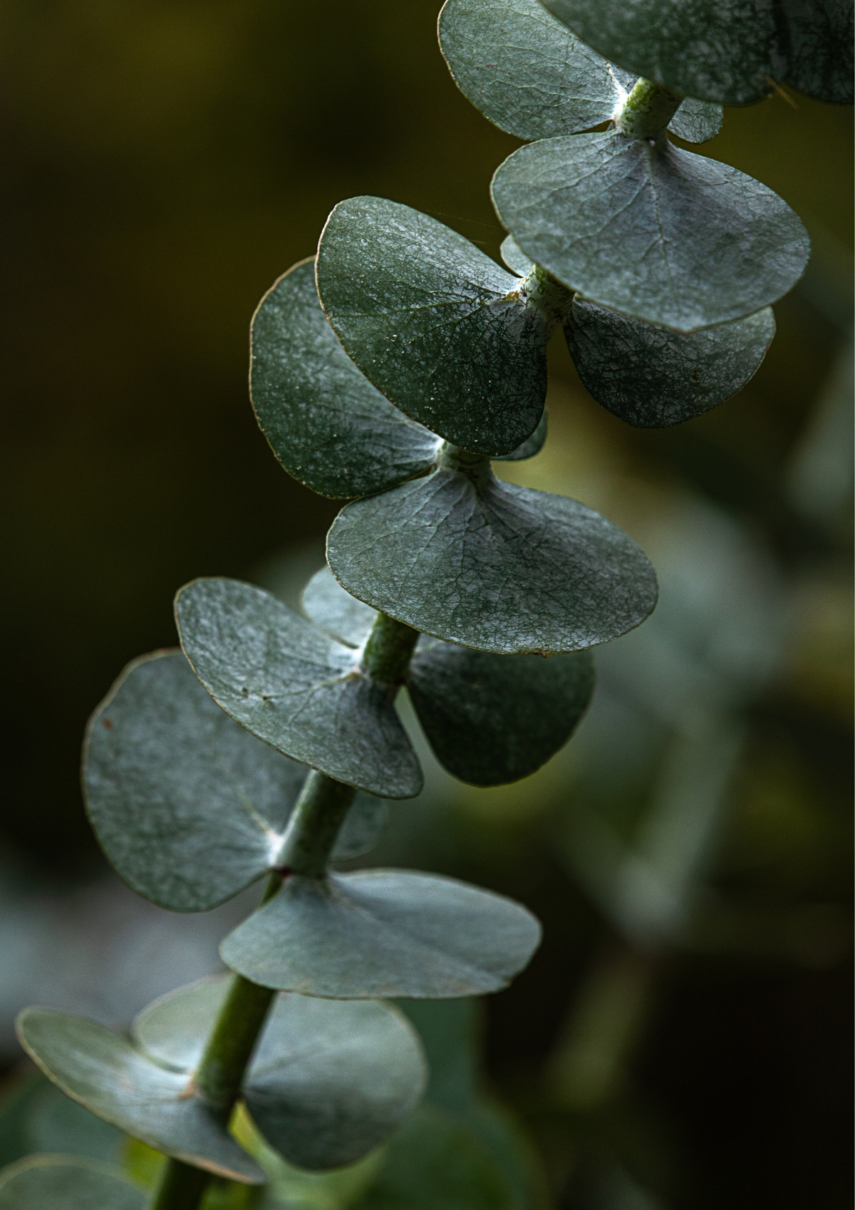 eucalyptus listy detail