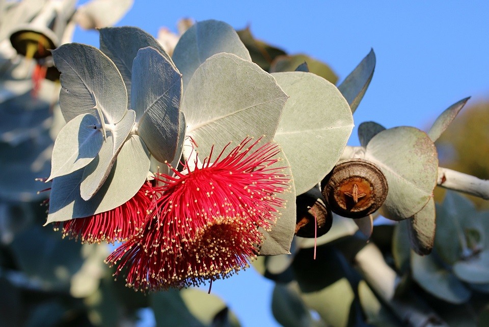 eucalyptus listy kvet