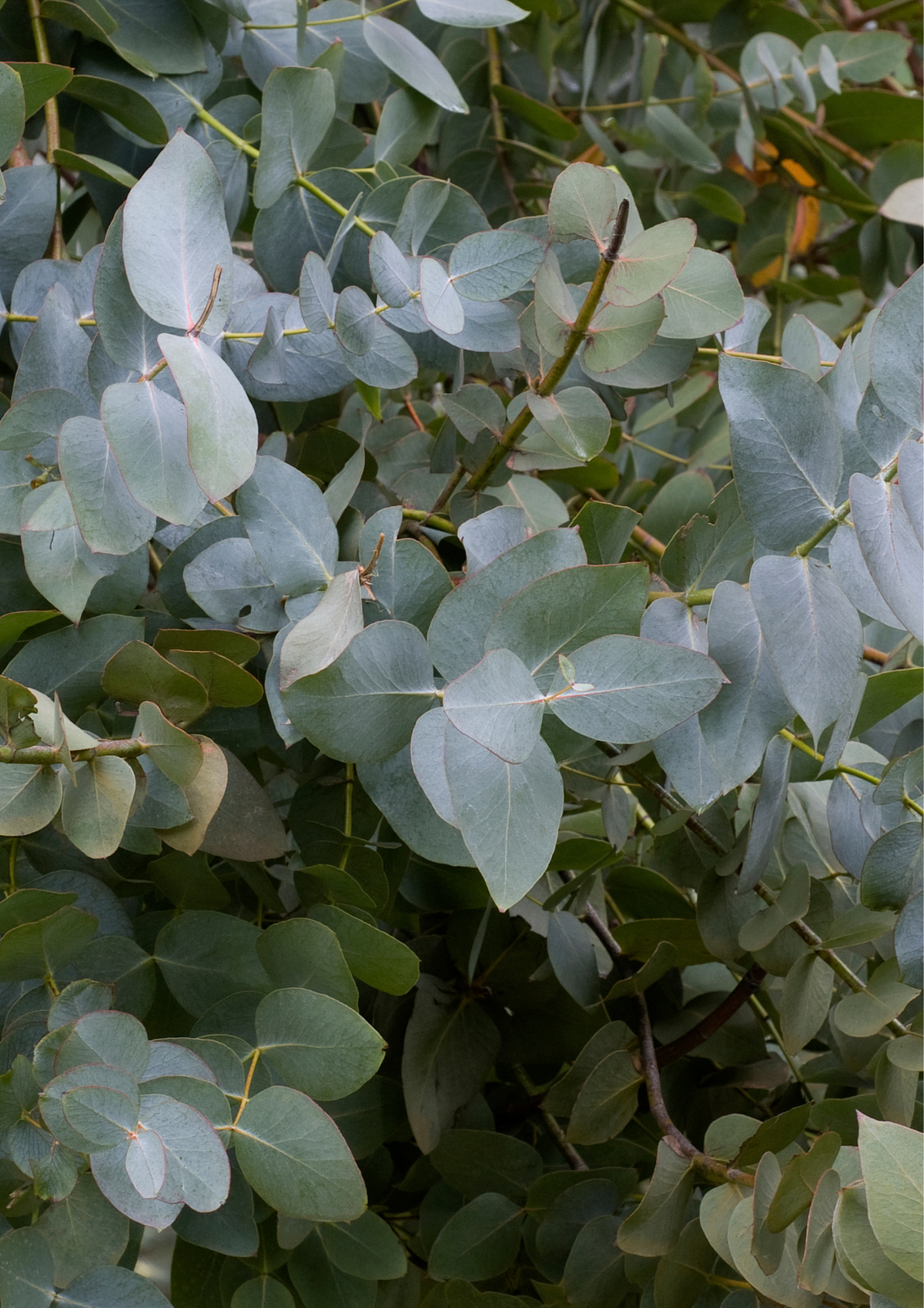 eucalyptus rastlina