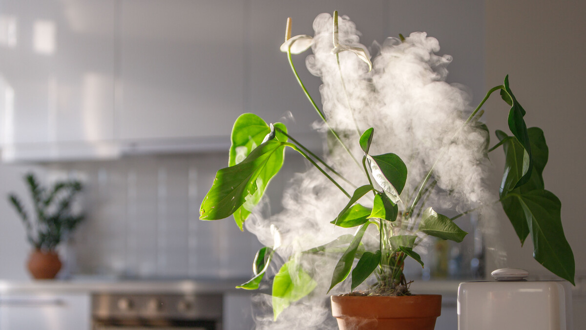 Air humidifier on the table at home, water steam direction to a houseplant - Spatifillum. Home gardening, comfortable living conditions, moisture increase in the apartment.