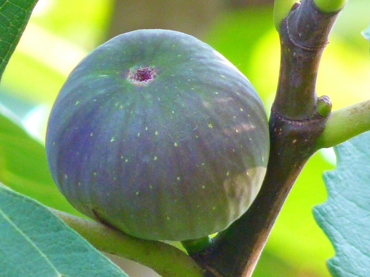 titulka