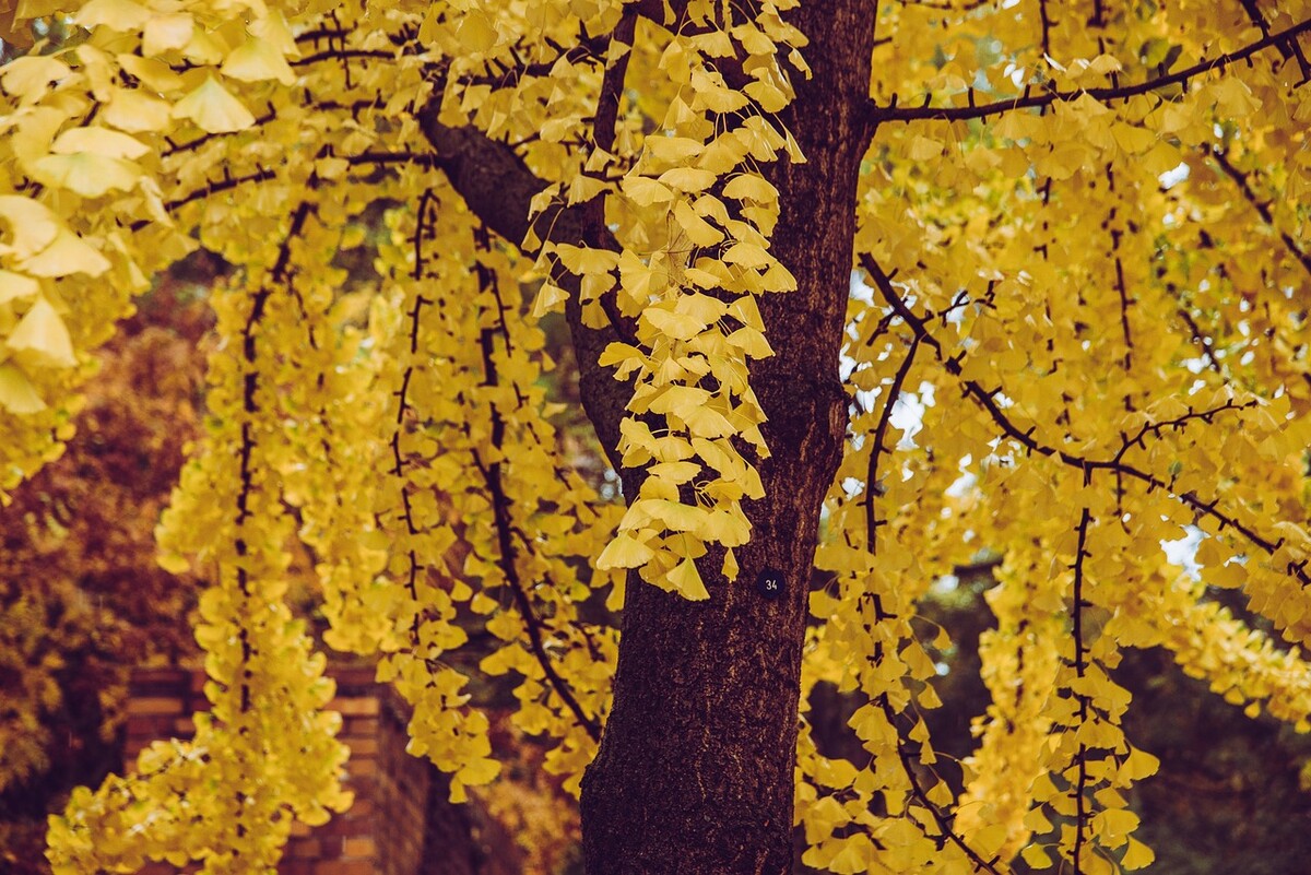 ginko listy jesen