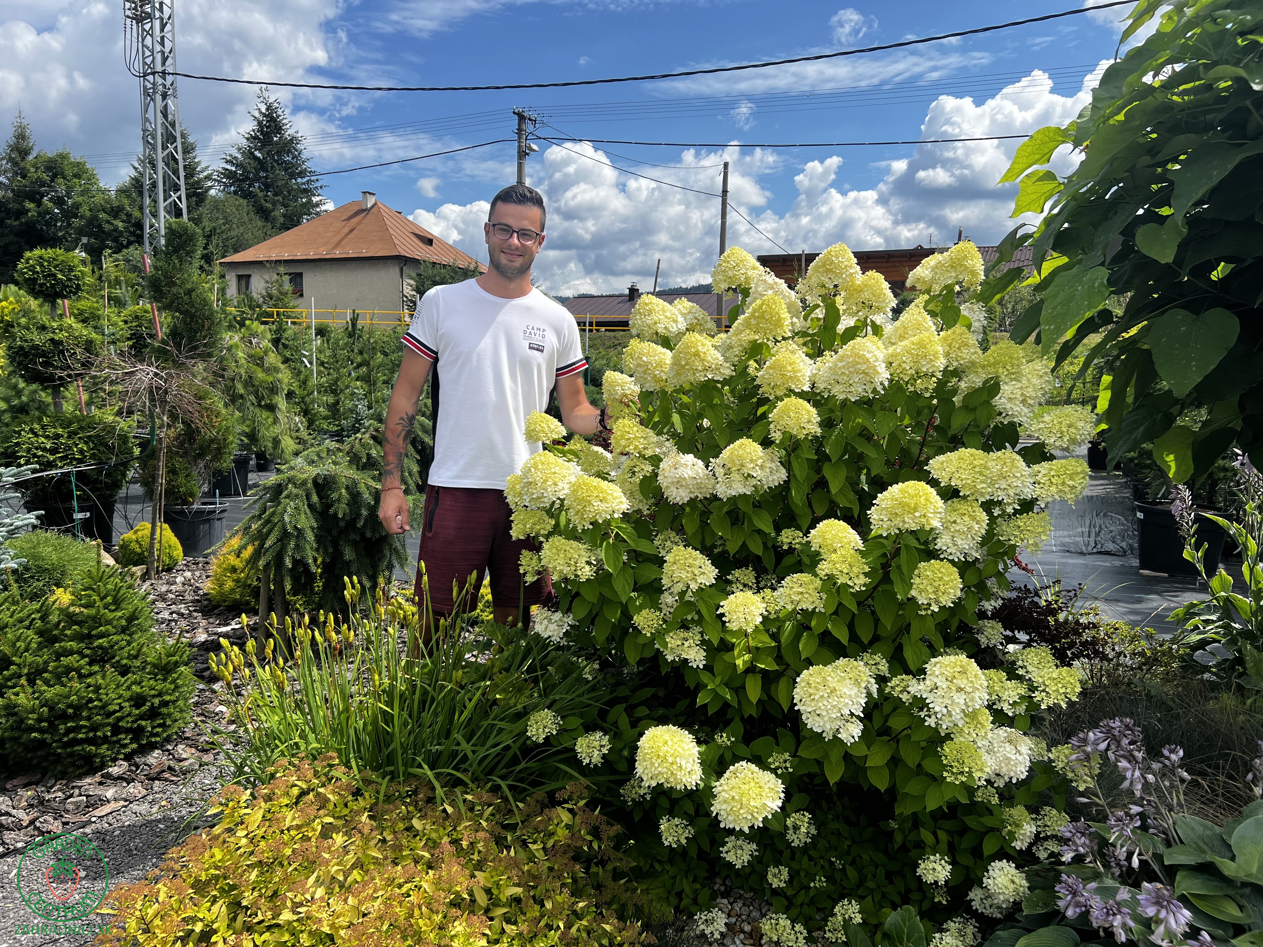 hortenzia hydrangea limelight