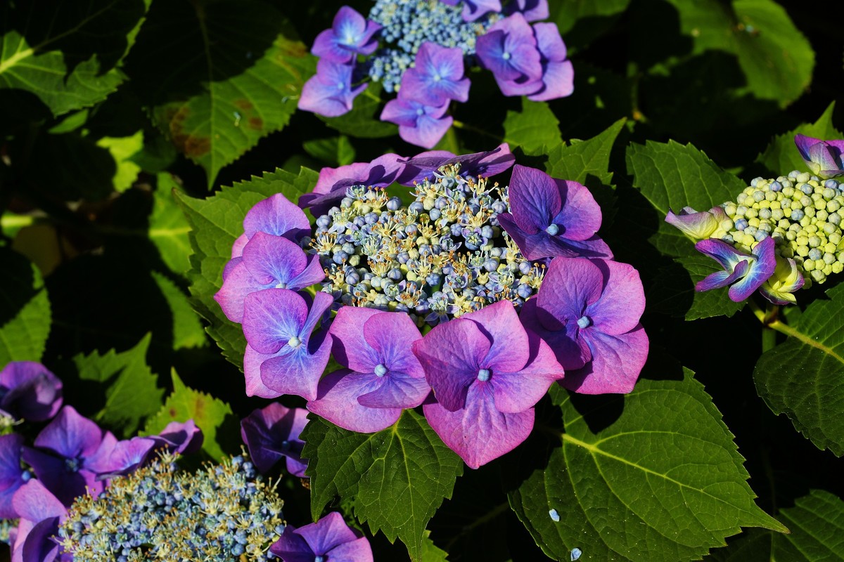 hydrangea fialove kvety