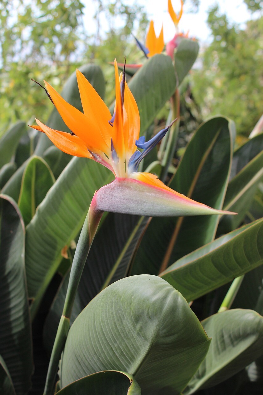 titulka