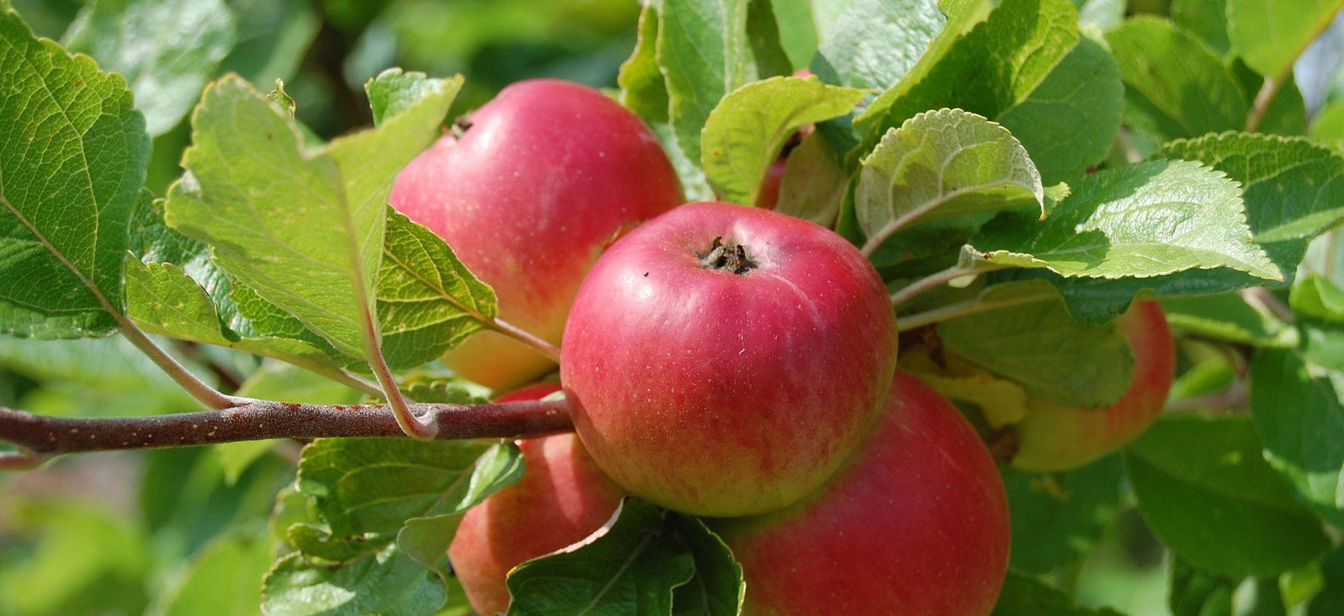 jablon tipy pestovanie