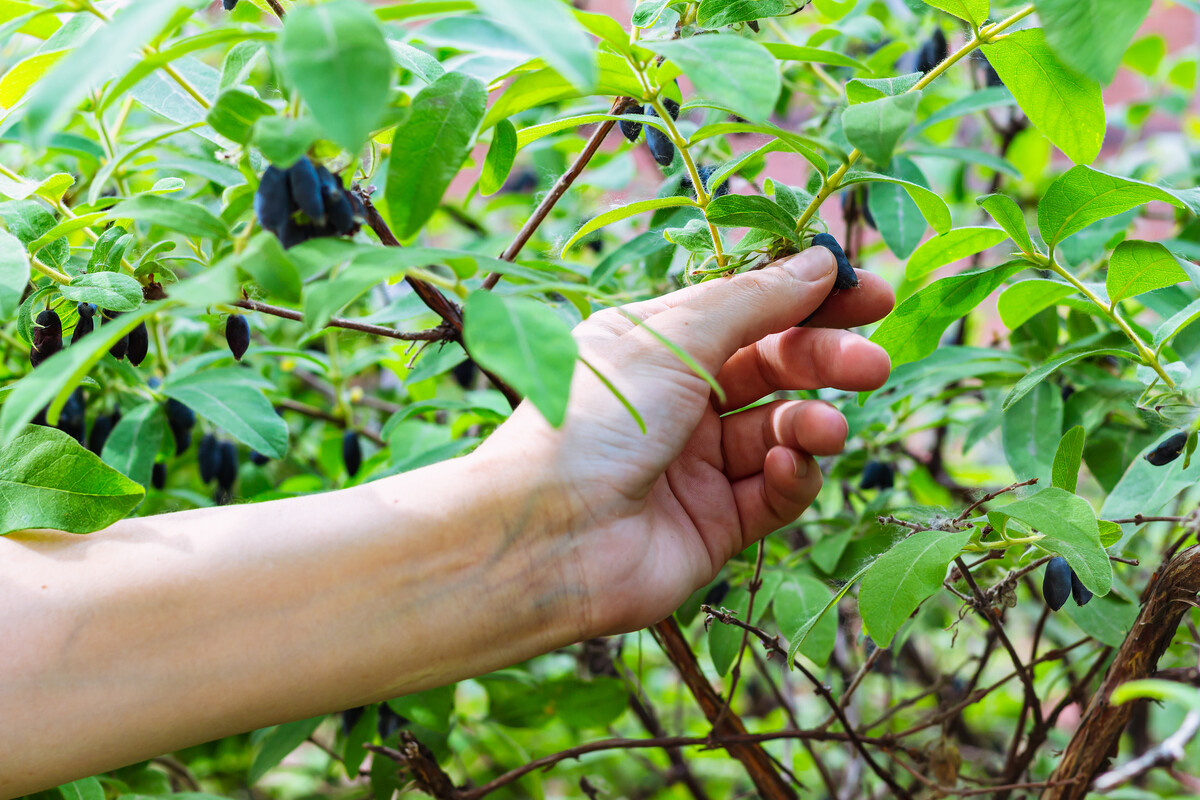 female hand collects honeyberry. woman collects tasty, healthy blue berry from a bush. Honeysuckle first ripening berry in Siberia.Natural green background, fertility and environment concept.