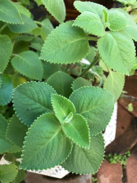 Plectranthus amboinicus or Mexican mint or Tiger's ear plant.