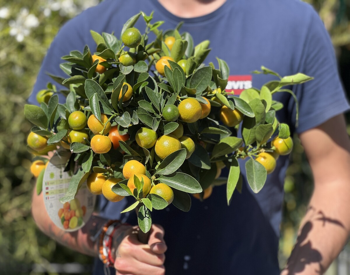 Mandarinka Citrus clementina CALAMONDINO C4L DECO 1