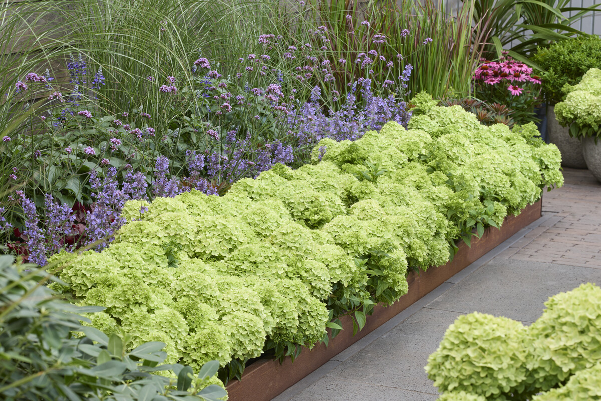 Hydrangea Groundbreaker Greeny