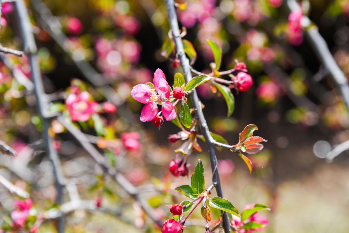 weeping form malus niedzwetzkyana dieck with arching branches pink flowers bloom rare ornamental apple tree from rosaceae family