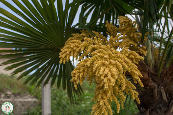 palma mrazuvzdorna starostlivost 2