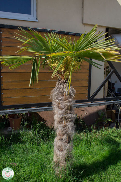 trachycarpus pestovanie palmy 1