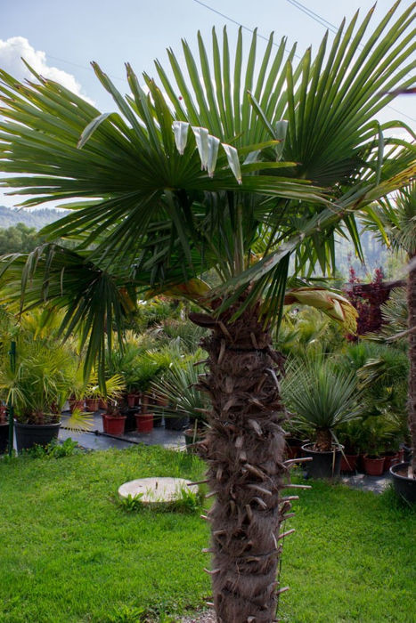 trachycarpus pestovanie palmy 3