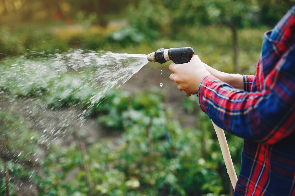 Woman works in a garden. Lady watering vegetables