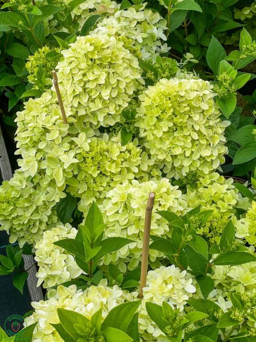 prva_trojica_1_original