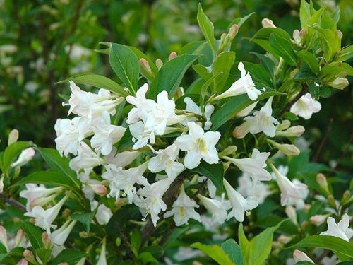 weigela-vajgelia-florida-bristol-snowflake