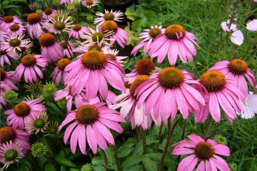 Obľúbená echinacea s liečivými vlastnosťami