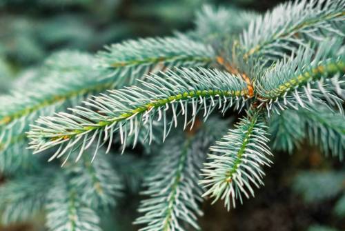 close-up-macro-view-fir-tree-branches_original