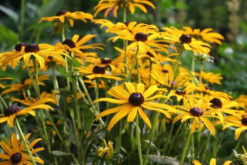rudbekia2_original
