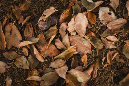 top-view-shot-brown-leaves_original