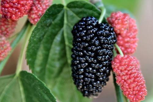 vhodne_plodiny_4_original