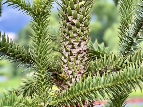 araucaria-imbricata-3500eur_2