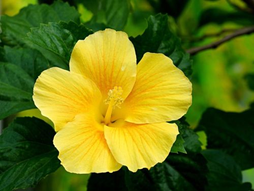 flower-7020367_1280