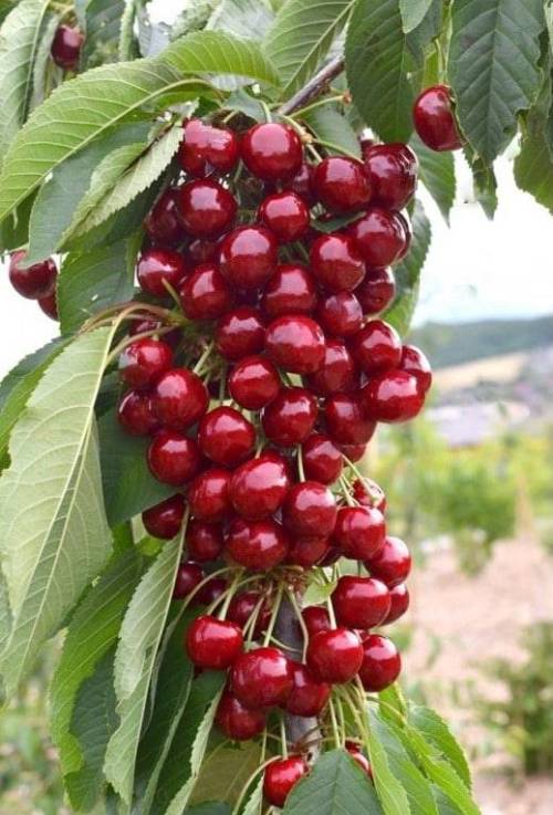 ovocne_tretia_trojica_2_original