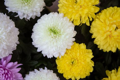 bright-background-with-lots-chrysanthemum-flower-texture-concept-abstract-background-with-natural-vegetation-flowers