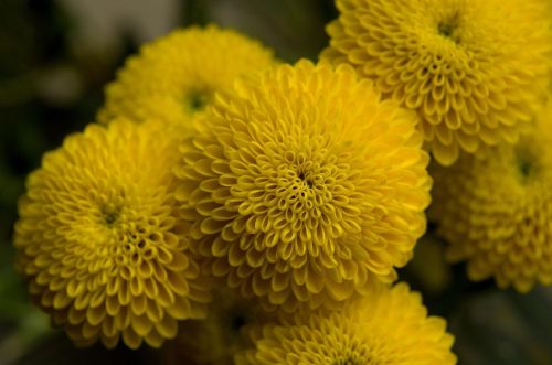 chrysanthemum-4161623_1280