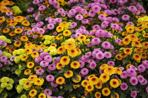 chrysanthemum-6648621_1280