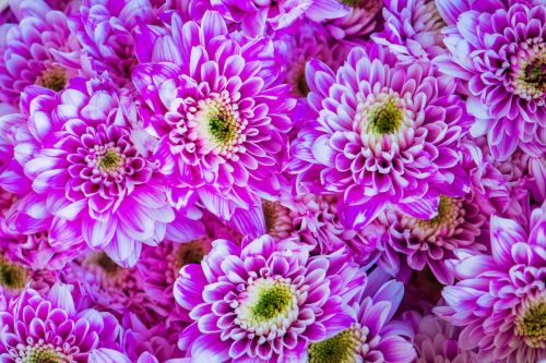 closeup-chrysanthemum-textured-background