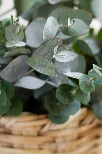elegant-eucalyptus-background_23-2149425069