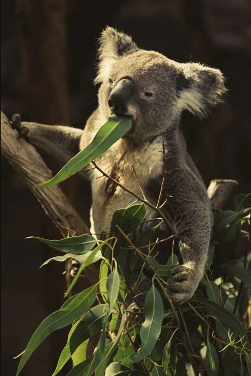 eukal_koala