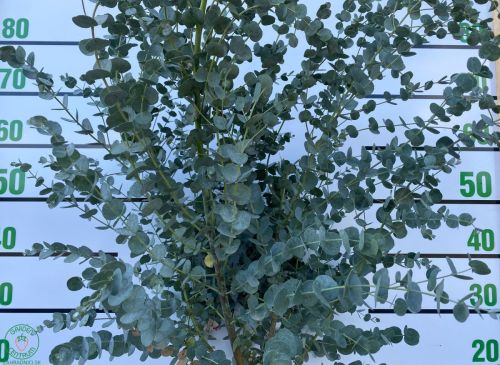 eukalyptus-gunni_1