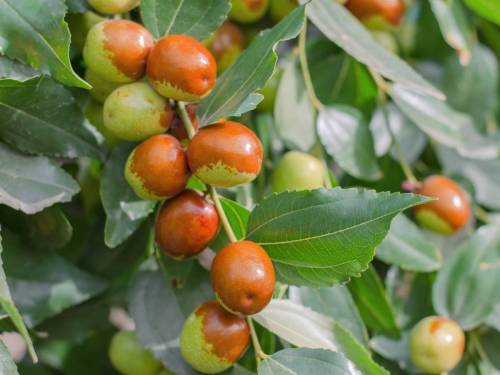 ripe-jojoba-fruit-tree-branch-closeup-chinese-date-branch_original