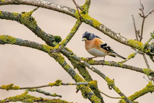 rez_februar_3