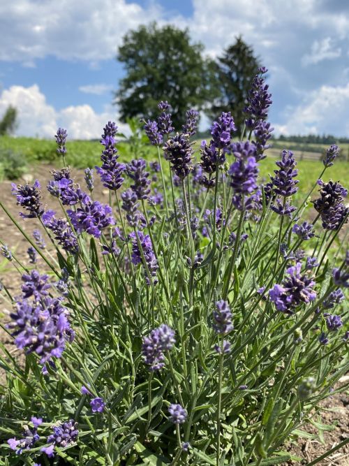 levandula