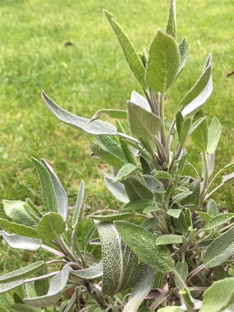 salvia