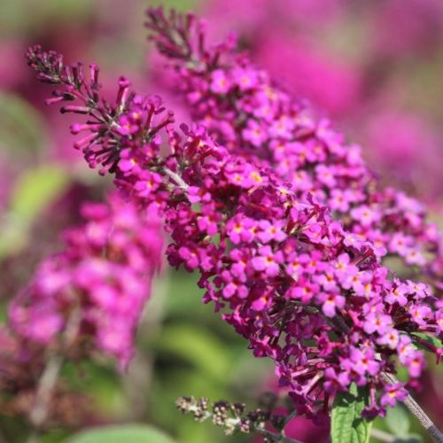 buddleja-davidii-miss-ruby_1