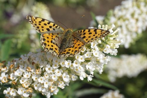 dark-green-fritillary-6604468_1280